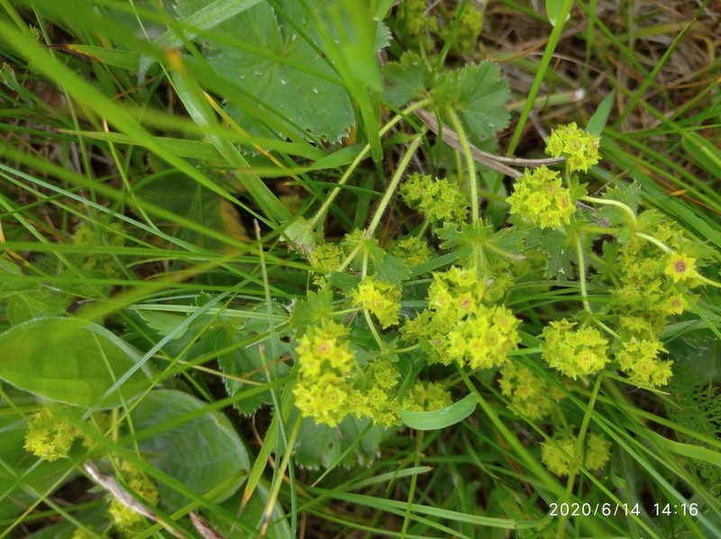 Alchemilla propinqua photo 6