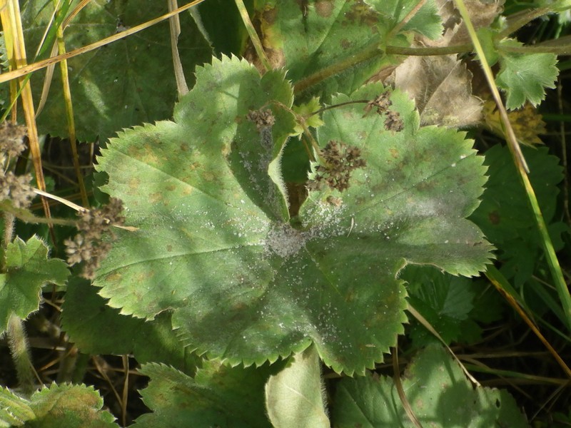 Alchemilla propinqua photo 7