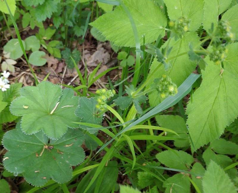 Alchemilla propinqua photo 8