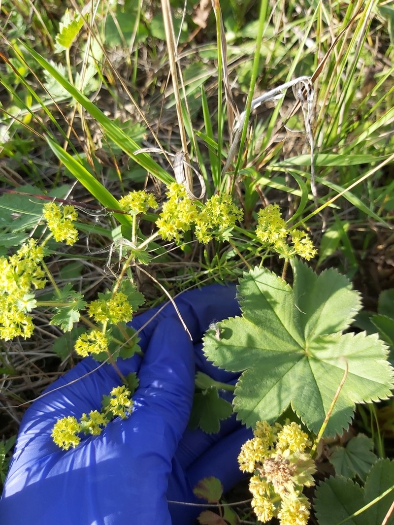 Alchemilla pseudocalycina