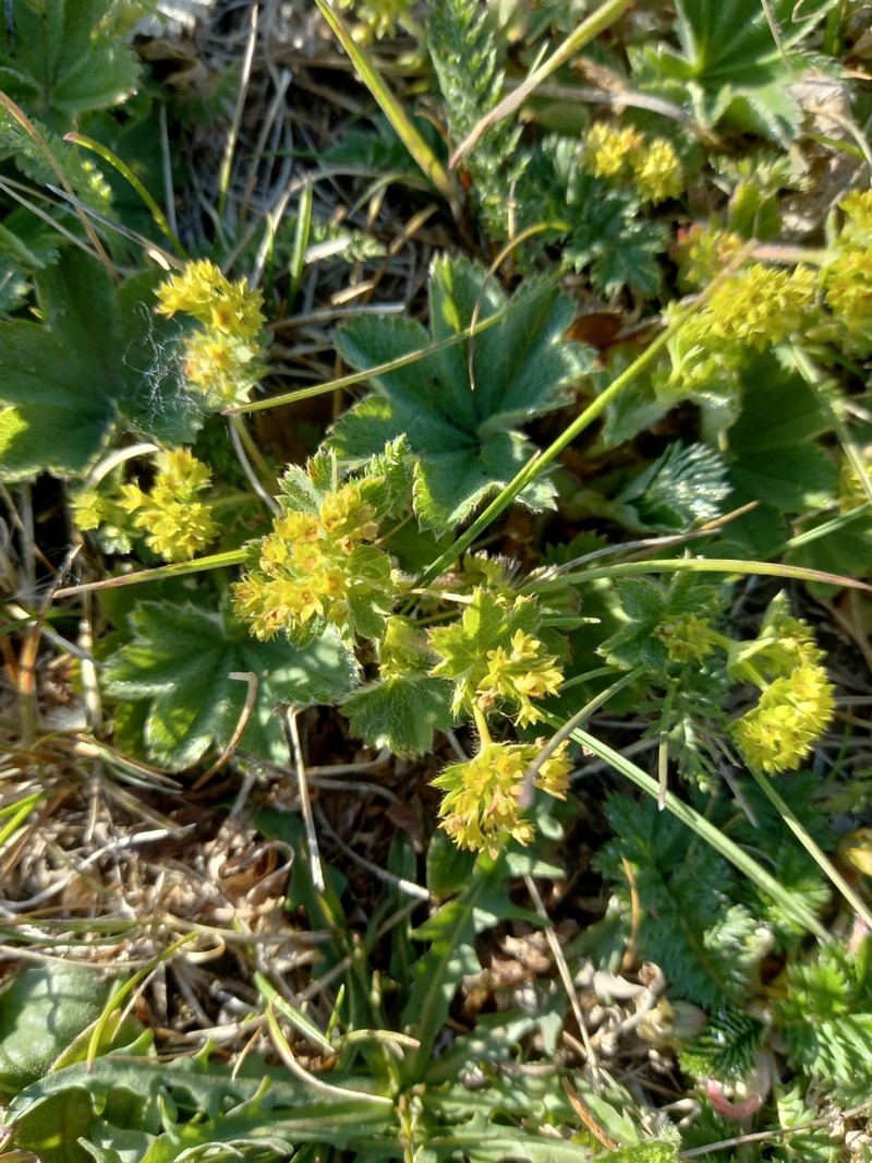 Alchemilla pseudocalycina photo 3
