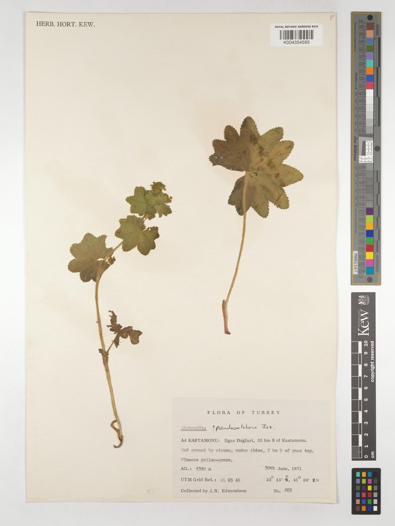 Alchemilla pseudocartalinica