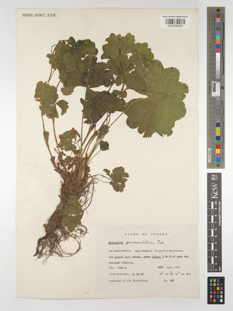 Alchemilla pseudocartalinica photo 2