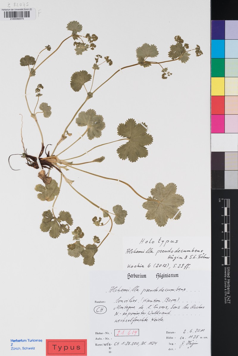 Alchemilla pseudodecumbens