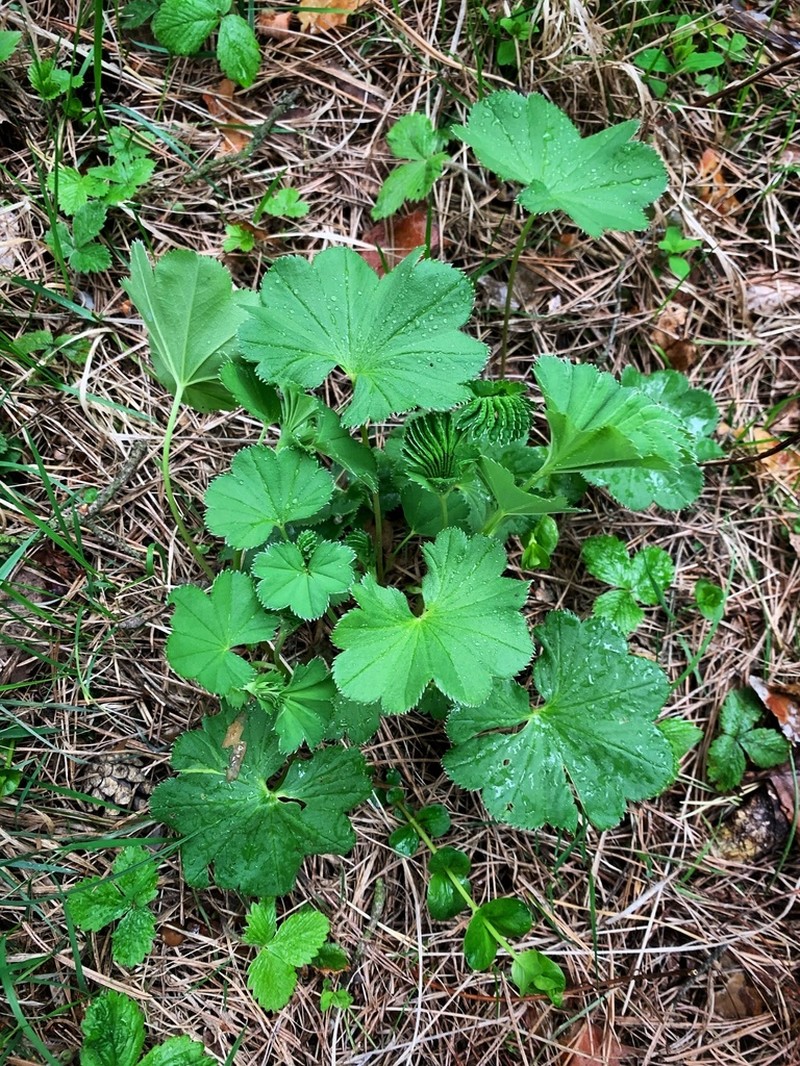 Alchemilla psiloneura