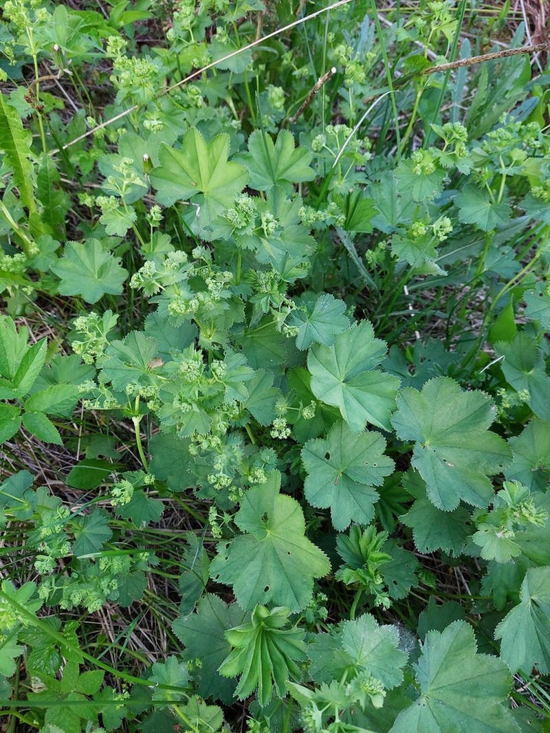 Alchemilla psiloneura photo 2
