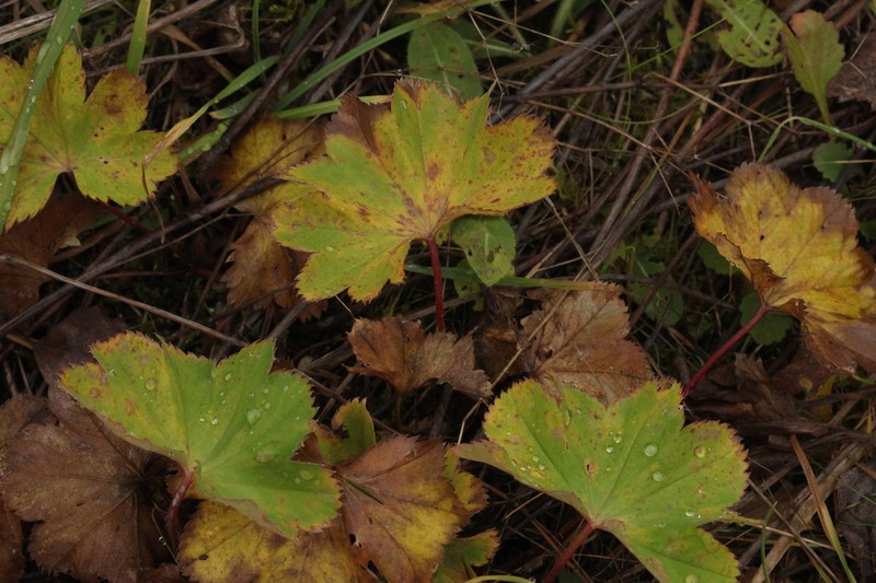 Alchemilla psiloneura photo 3