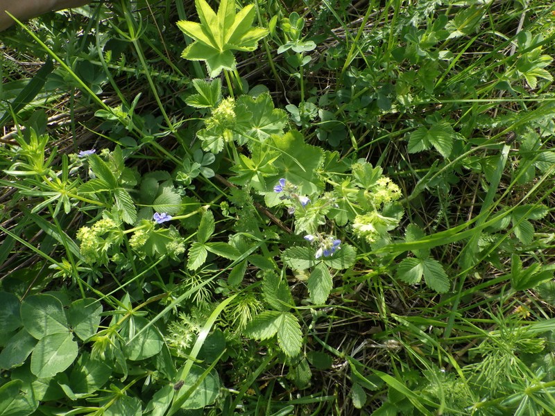 Alchemilla psiloneura photo 4