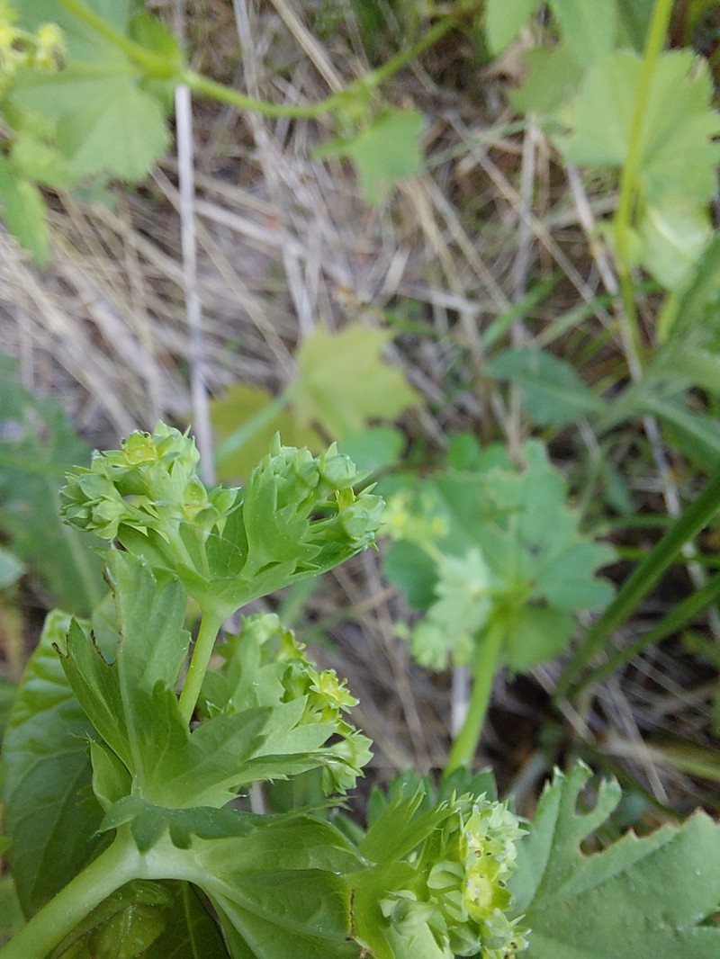 Alchemilla psiloneura photo 5