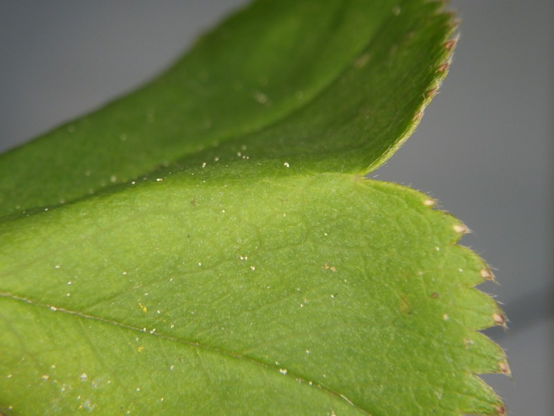 Alchemilla psiloneura photo 7