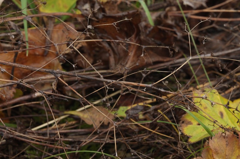 Alchemilla psiloneura photo 8