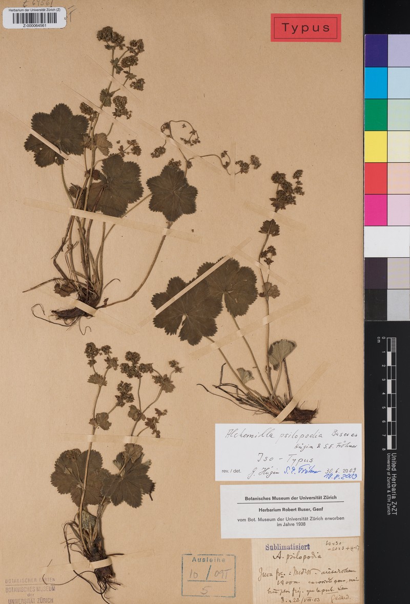 Alchemilla psilopodia