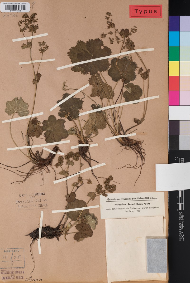 Alchemilla psilopodia photo 3