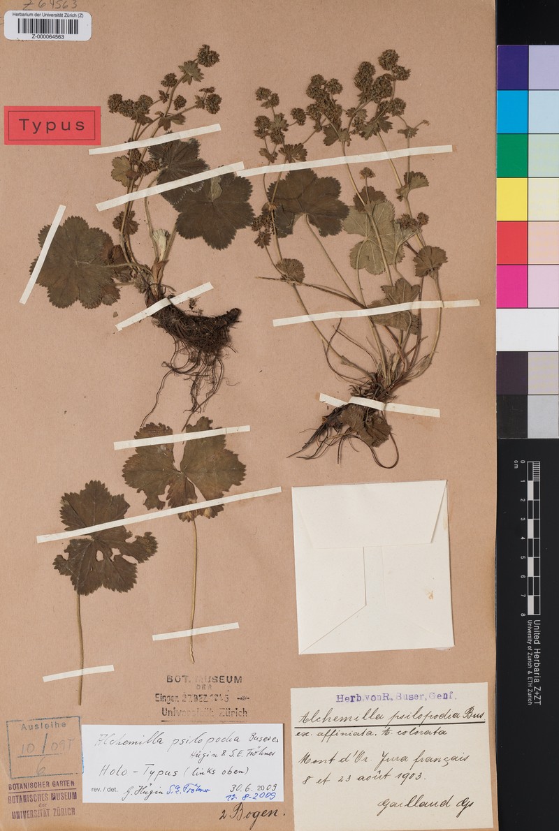 Alchemilla psilopodia photo 4