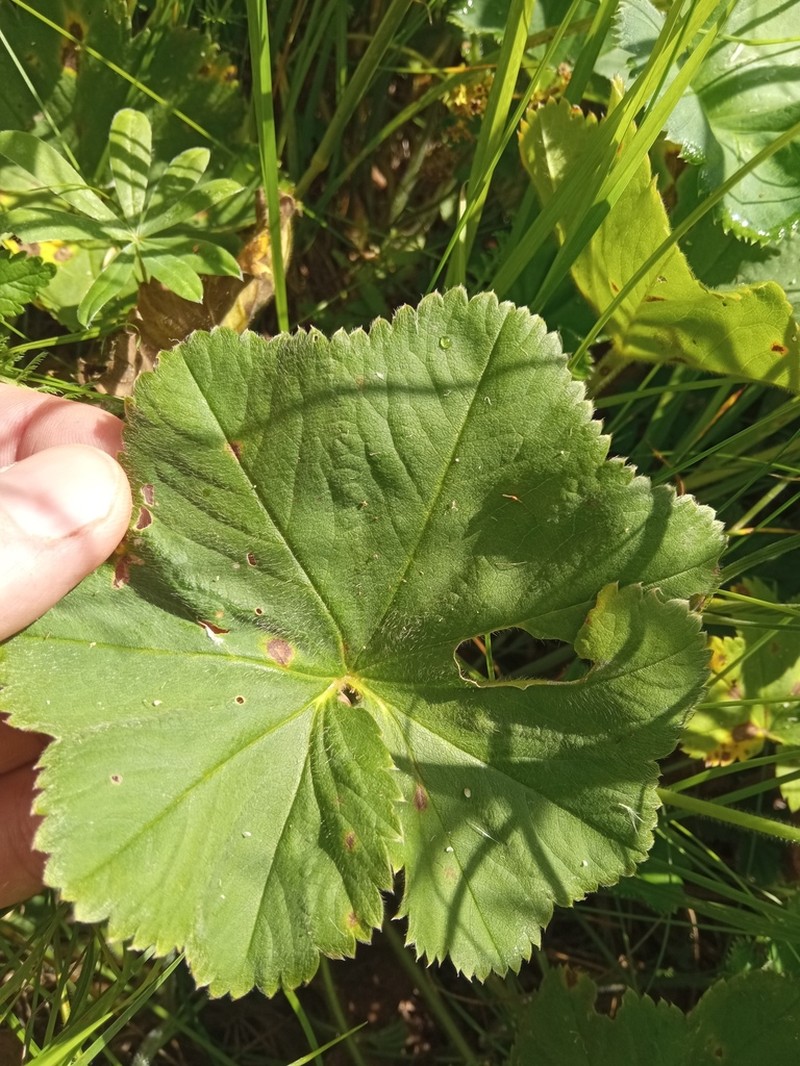 Alchemilla pustynensis photo 2