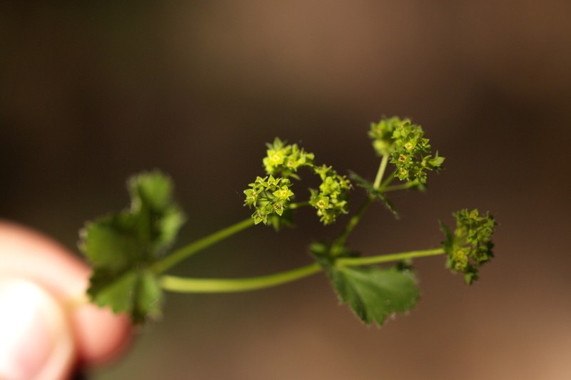 Alchemilla pustynensis photo 3