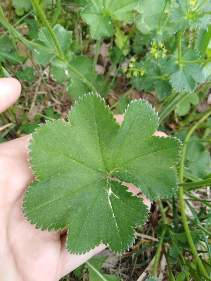 Alchemilla pustynensis photo 4