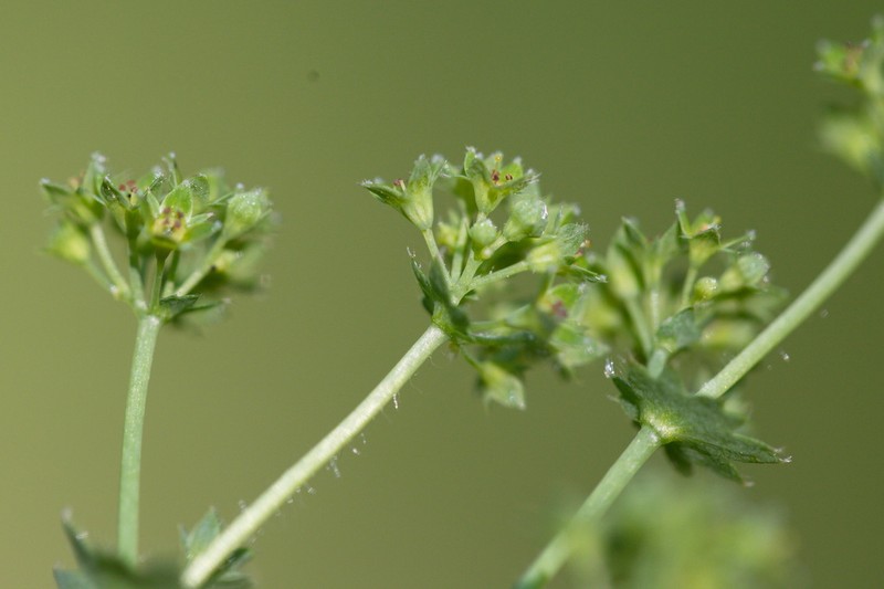 Alchemilla pustynensis photo 5