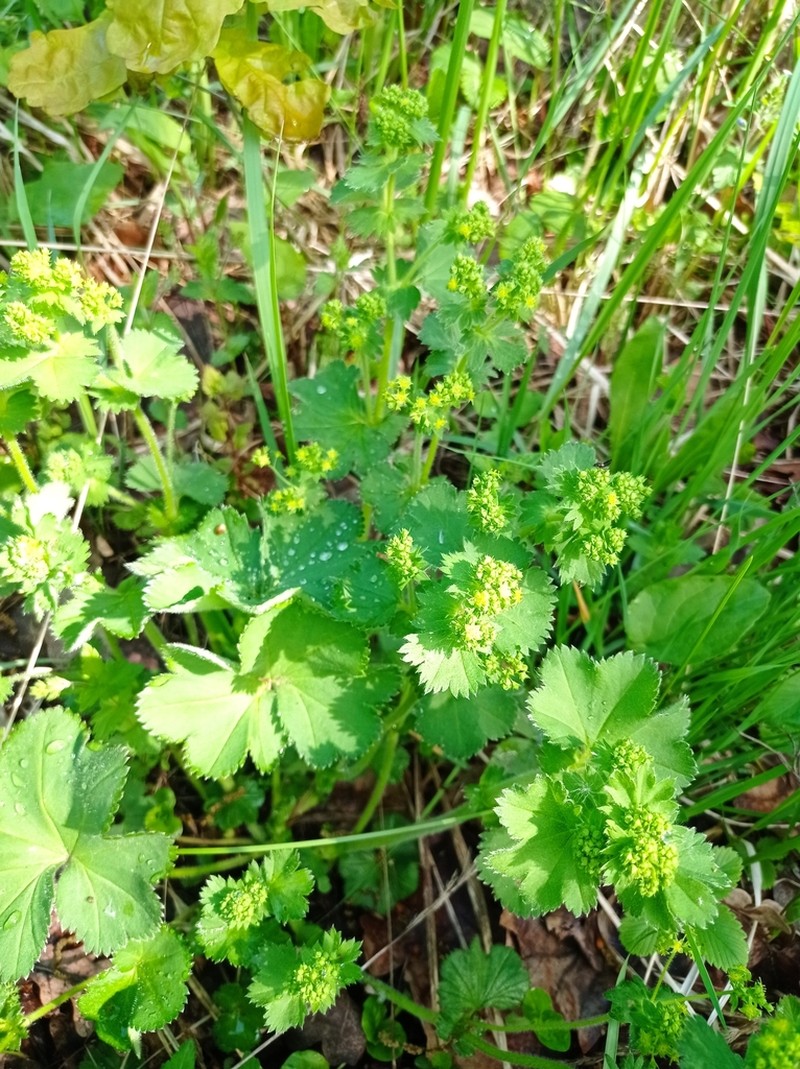 Alchemilla pustynensis photo 6