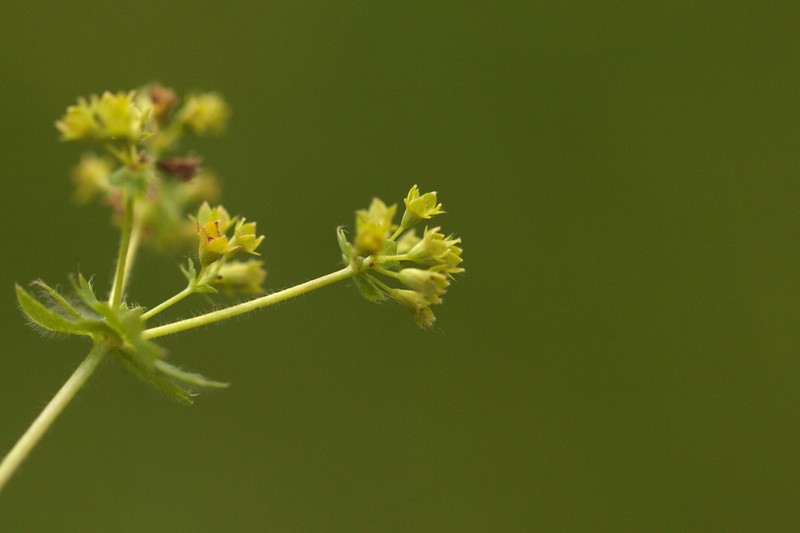 Alchemilla pustynensis photo 7
