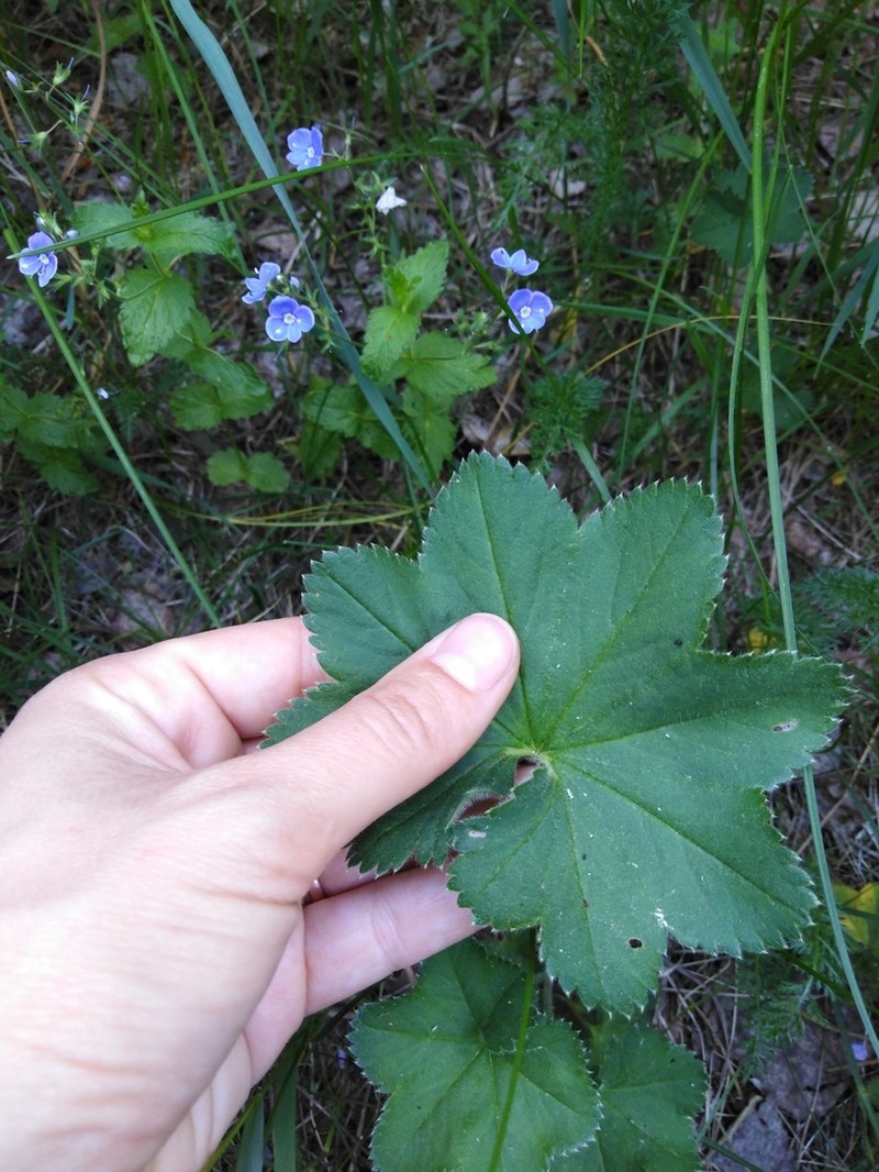 Alchemilla pustynensis photo 8