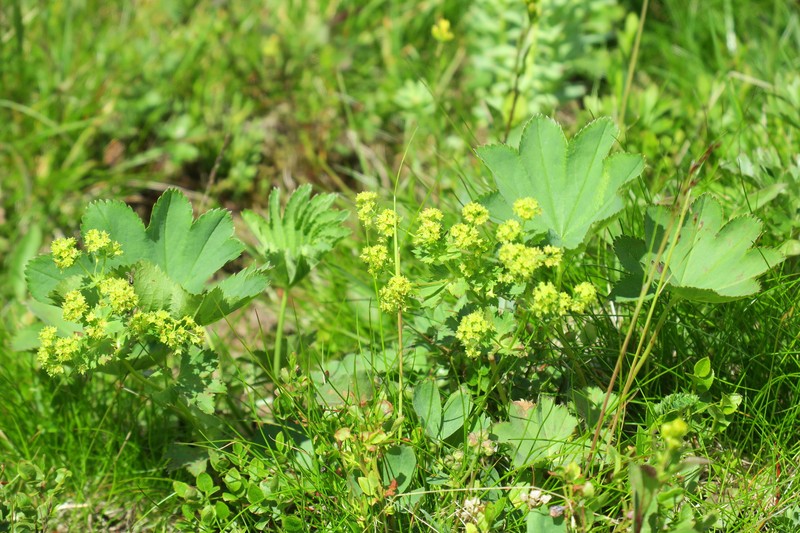 Alchemilla pycnoloba photo 2