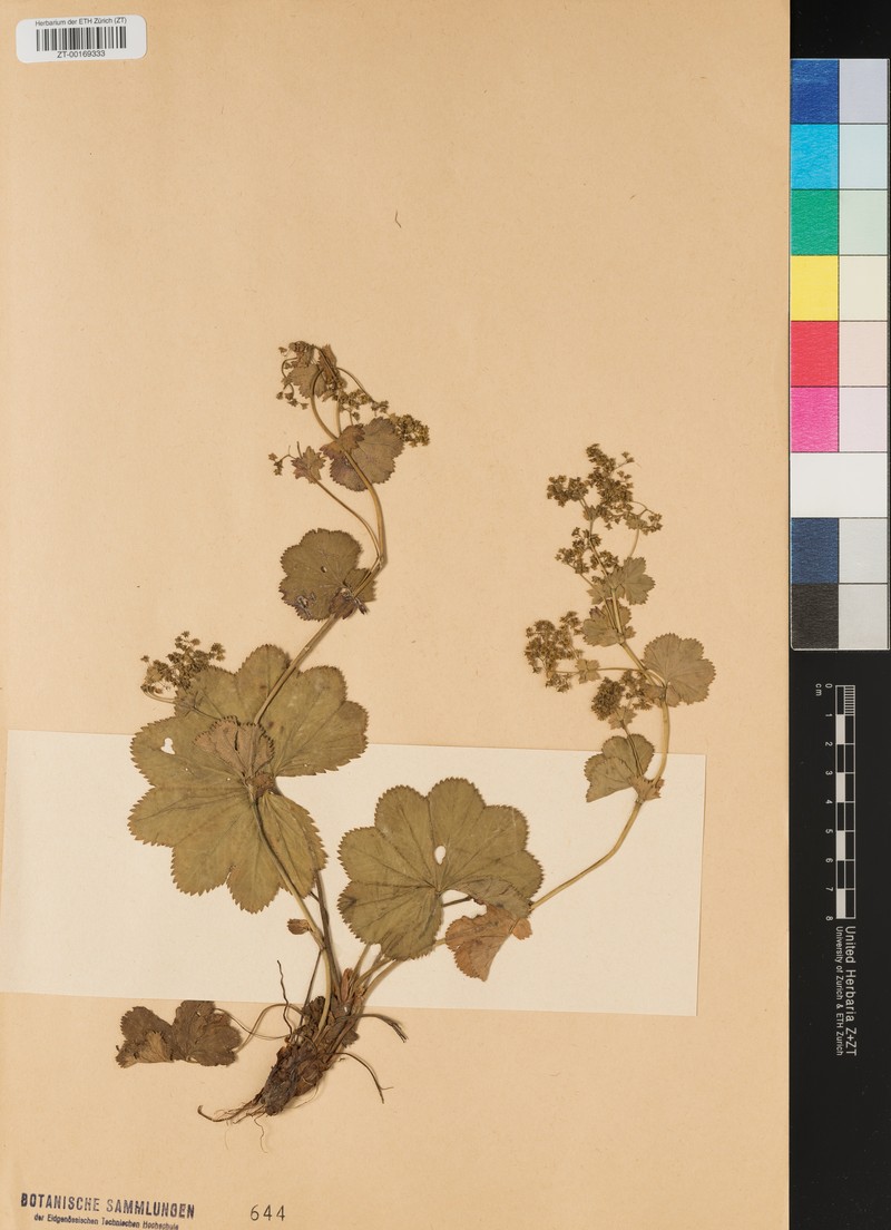 Alchemilla racemulosa