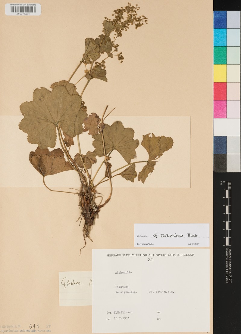 Alchemilla racemulosa photo 2