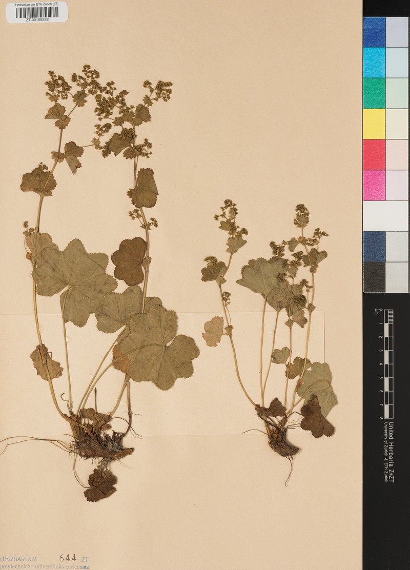 Alchemilla racemulosa photo 3