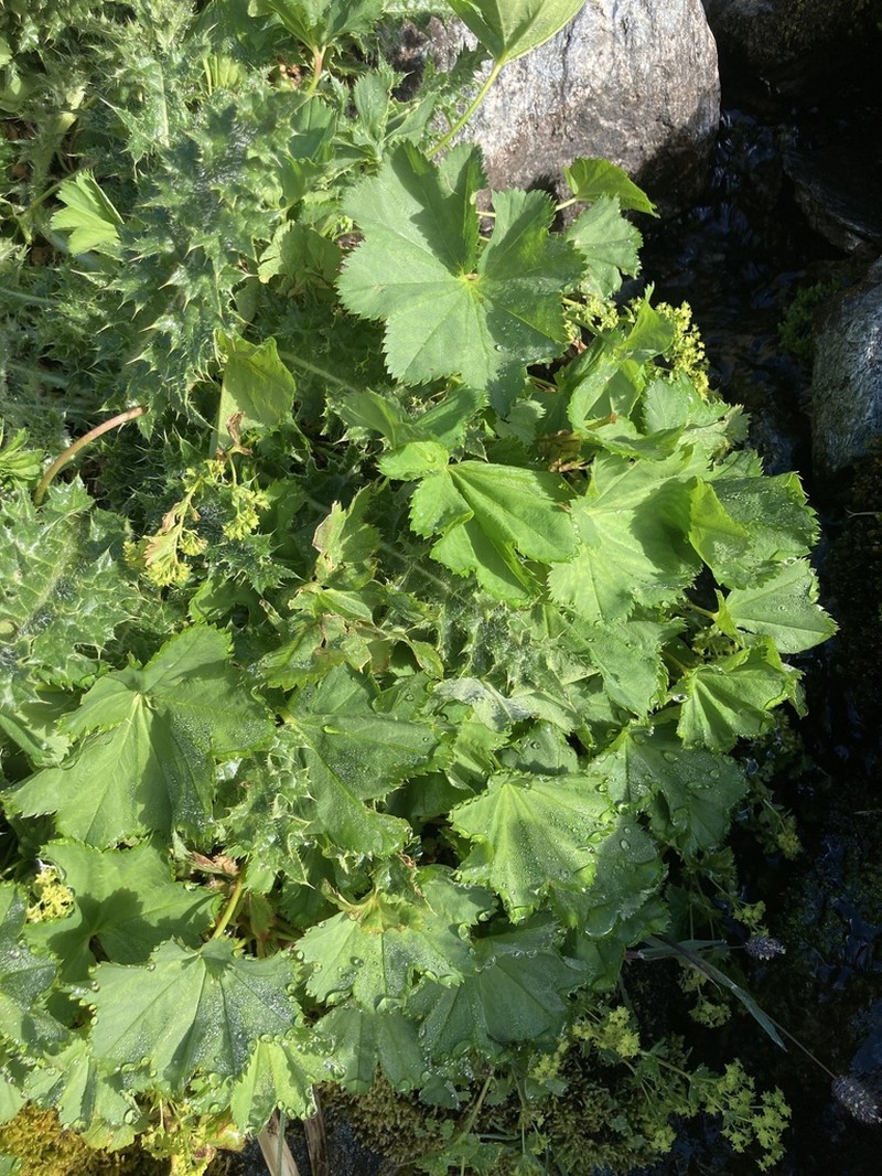 Alchemilla reniformis