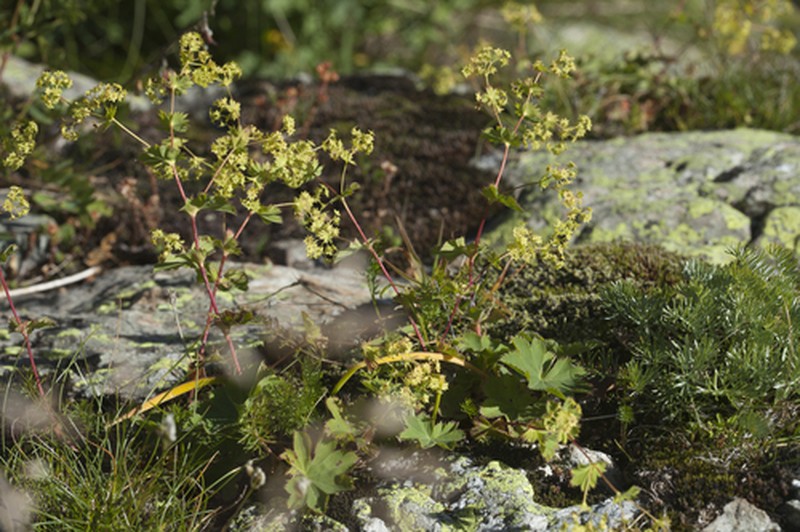Alchemilla retinervis