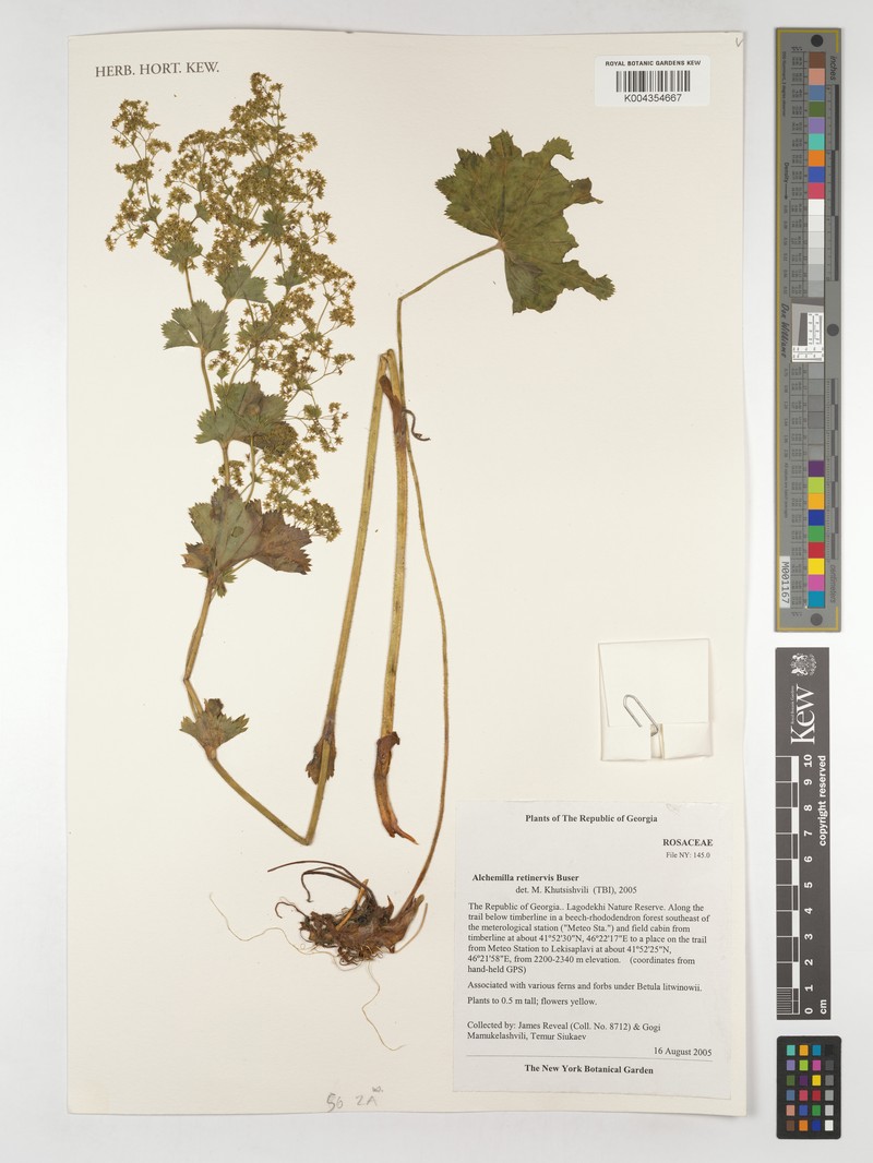 Alchemilla retinervis photo 2