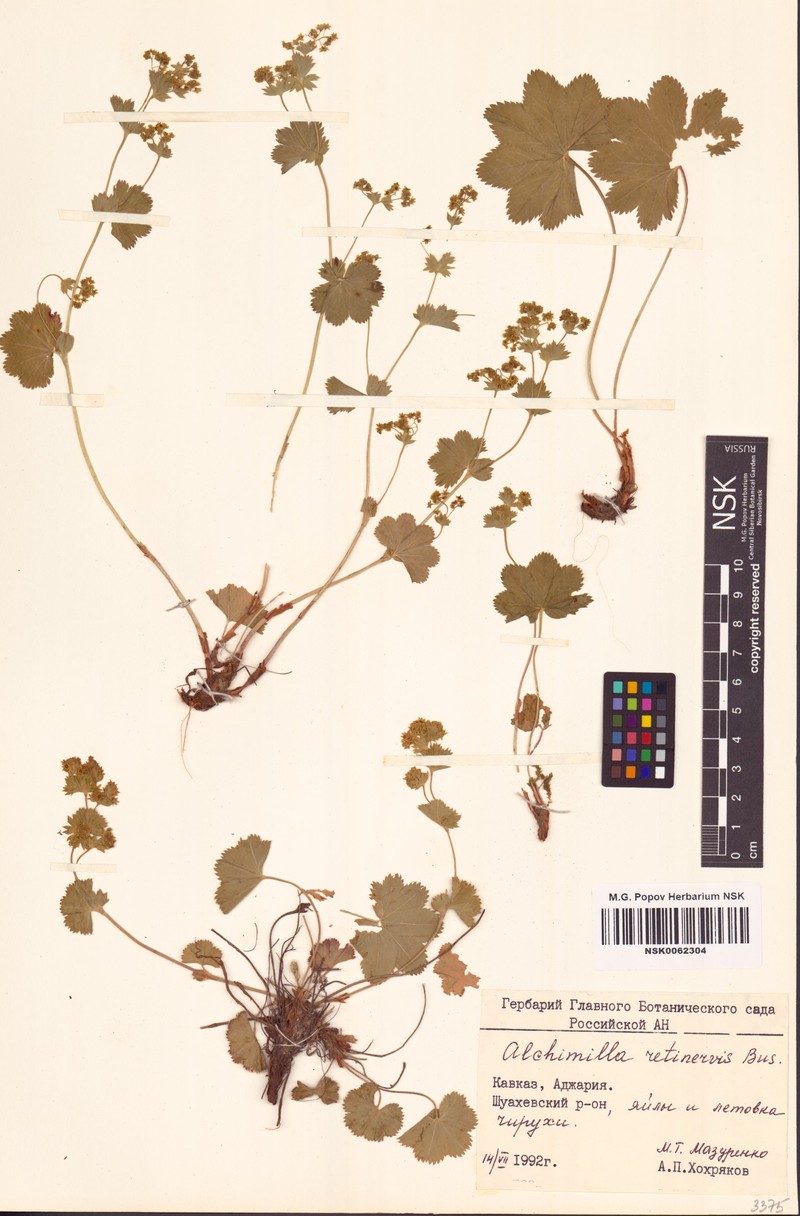 Alchemilla retinervis photo 3