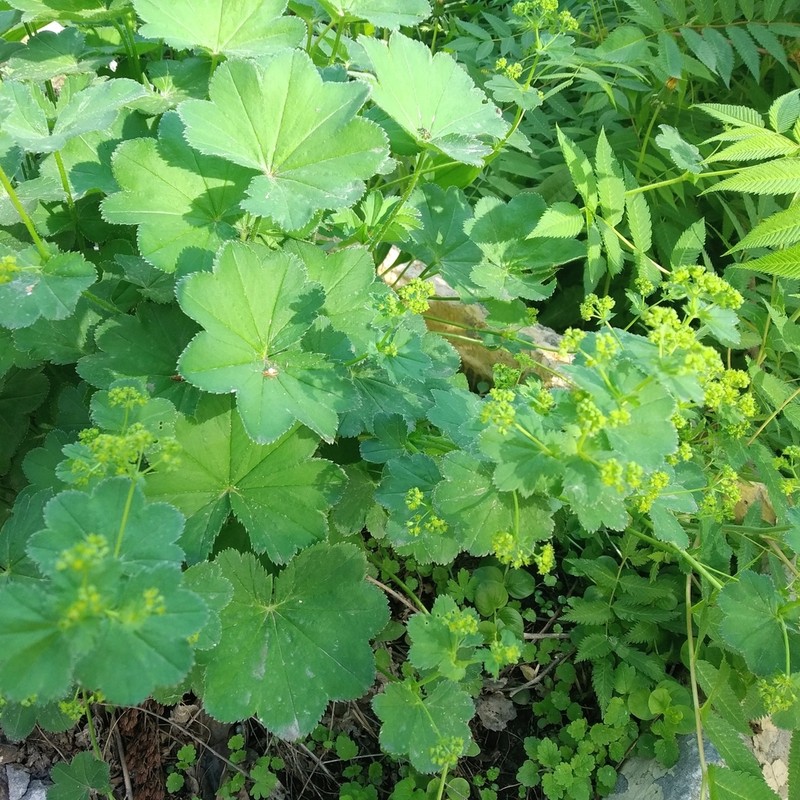 Alchemilla retropilosa