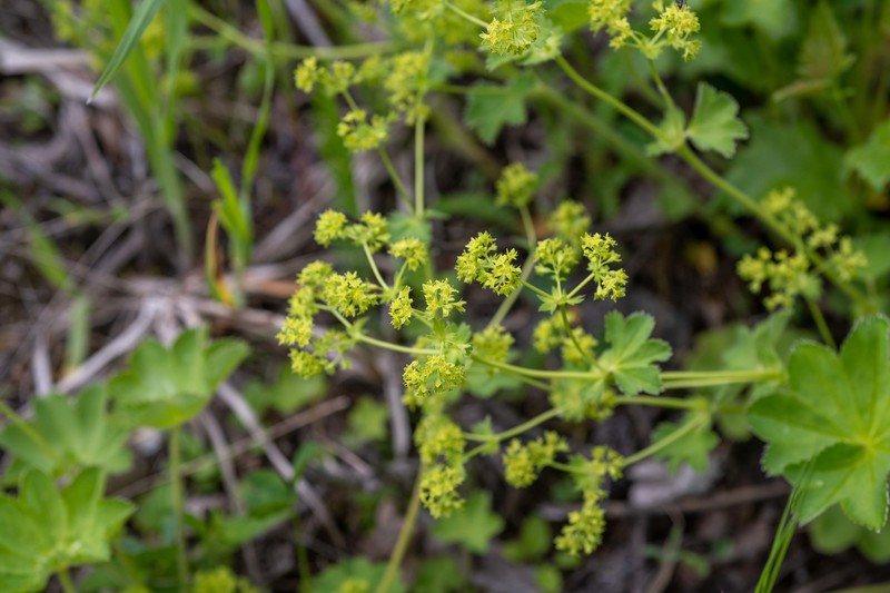 Alchemilla retropilosa photo 4