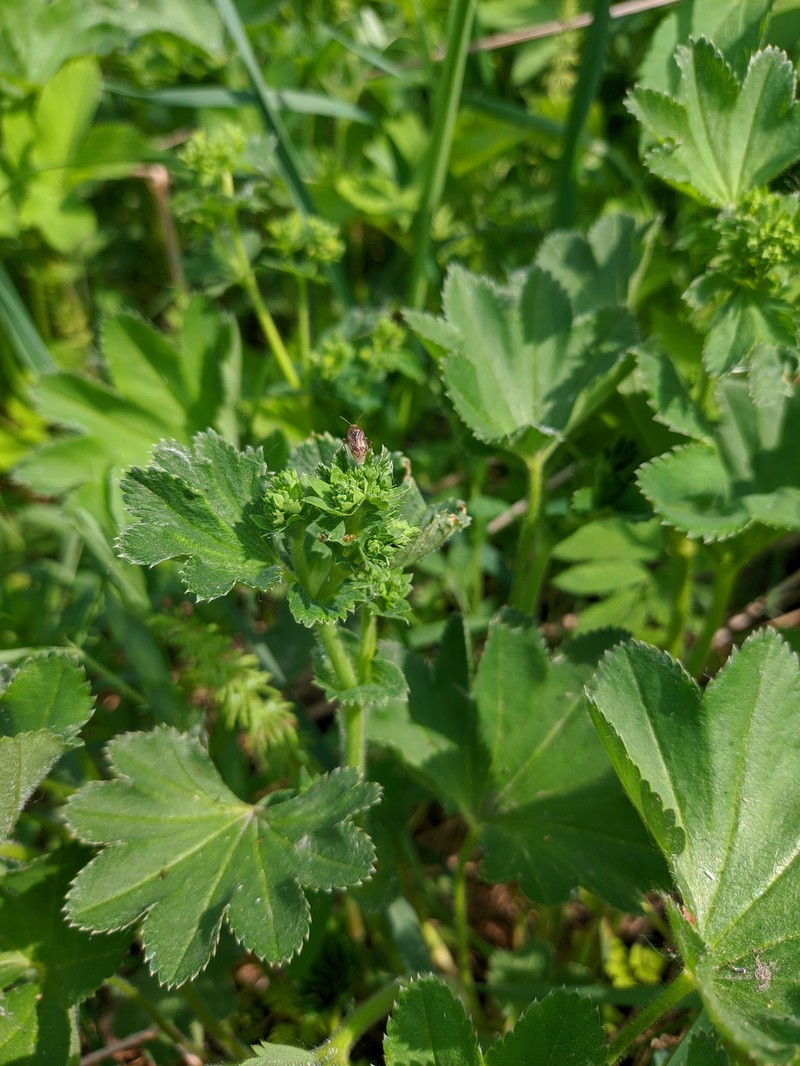 Alchemilla retropilosa photo 6