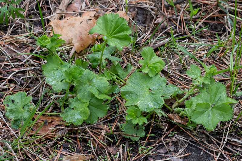 Alchemilla rhiphaea