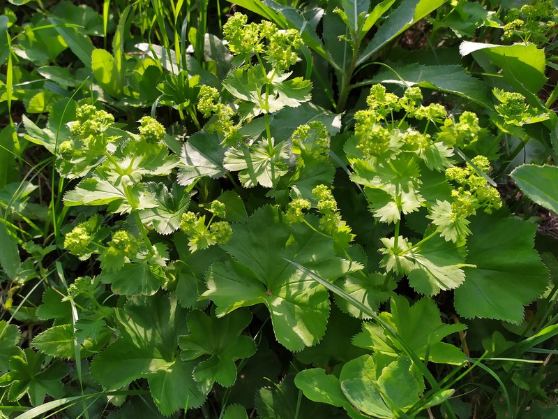 Alchemilla rhiphaea photo 2