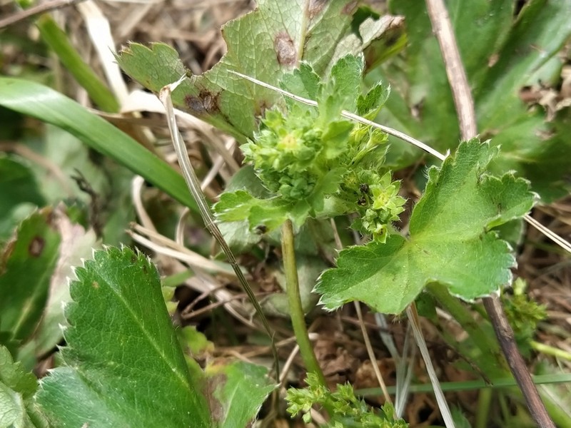 Alchemilla rhiphaea photo 3