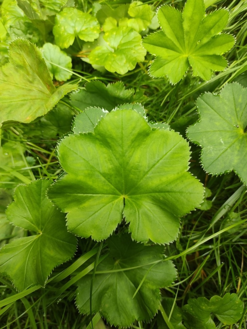 Alchemilla rhiphaea photo 4