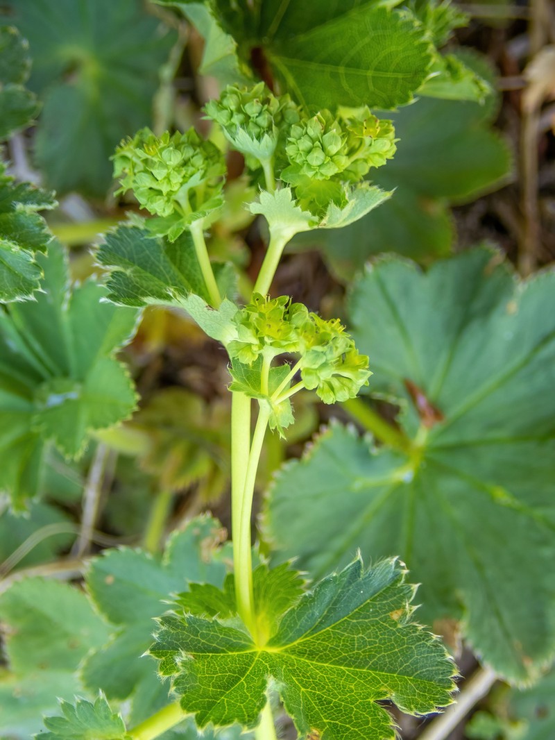 Alchemilla rhiphaea photo 6