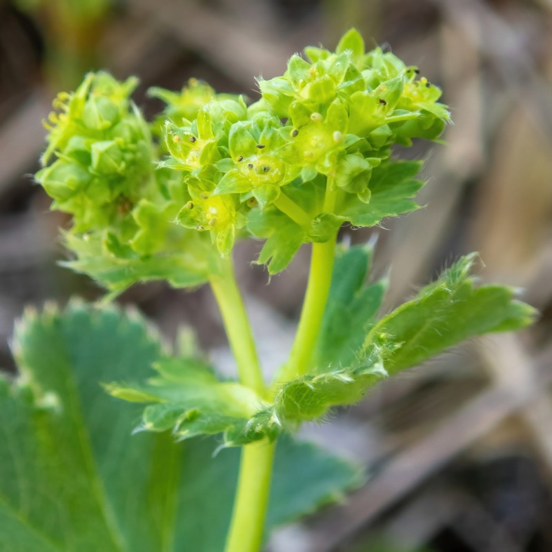 Alchemilla rhiphaea photo 7