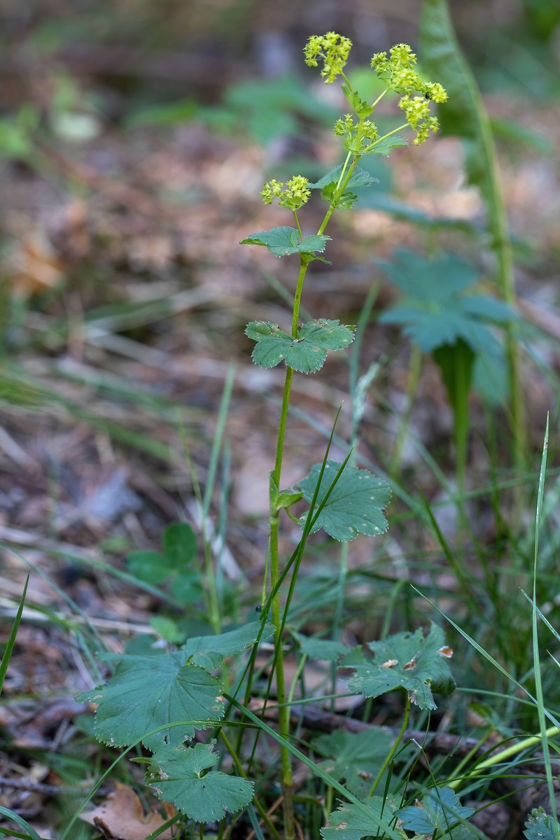 Alchemilla rhiphaea photo 8