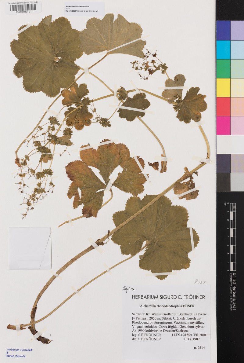 Alchemilla rhododendrophila
