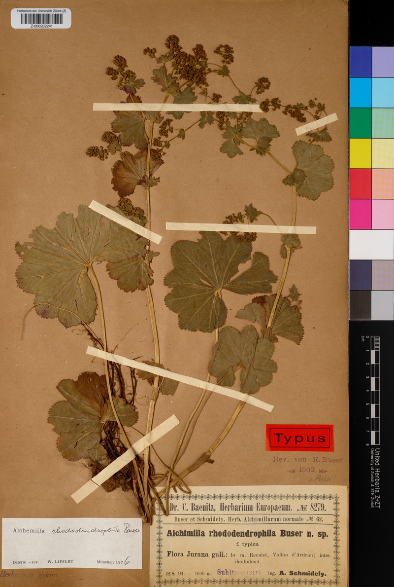 Alchemilla rhododendrophila photo 2