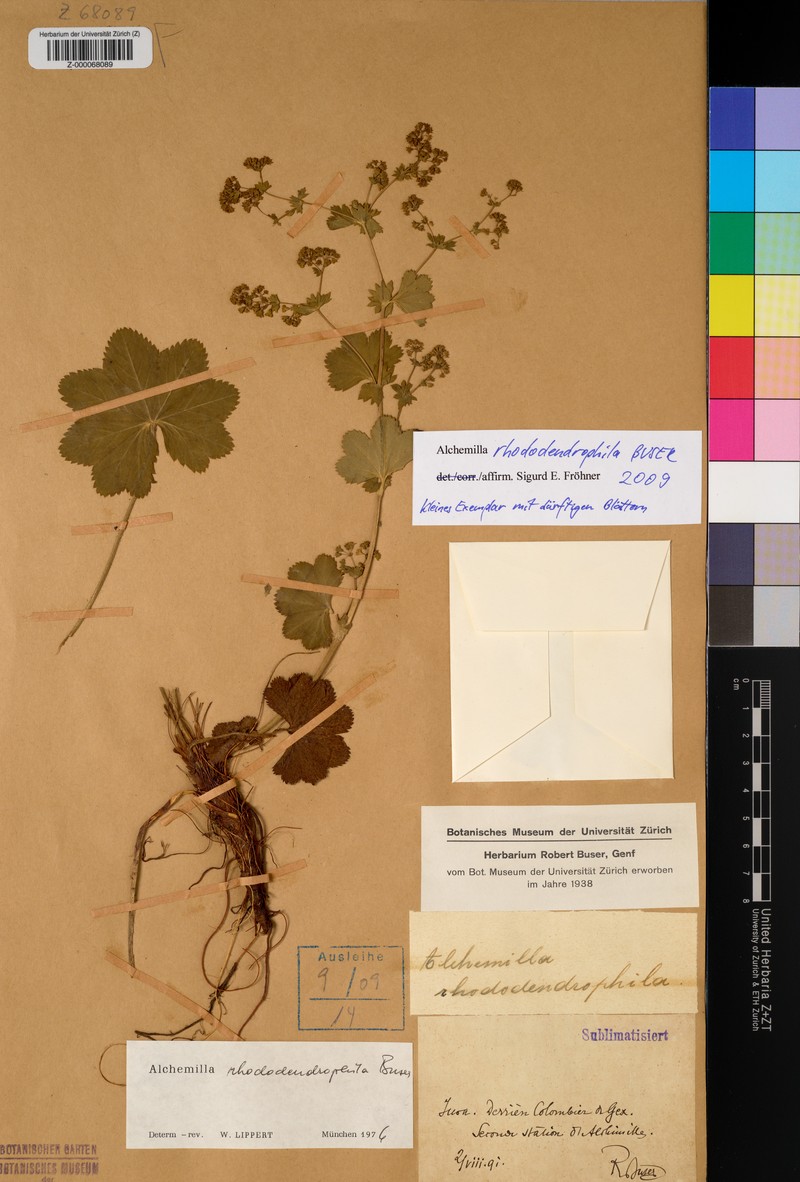 Alchemilla rhododendrophila photo 3