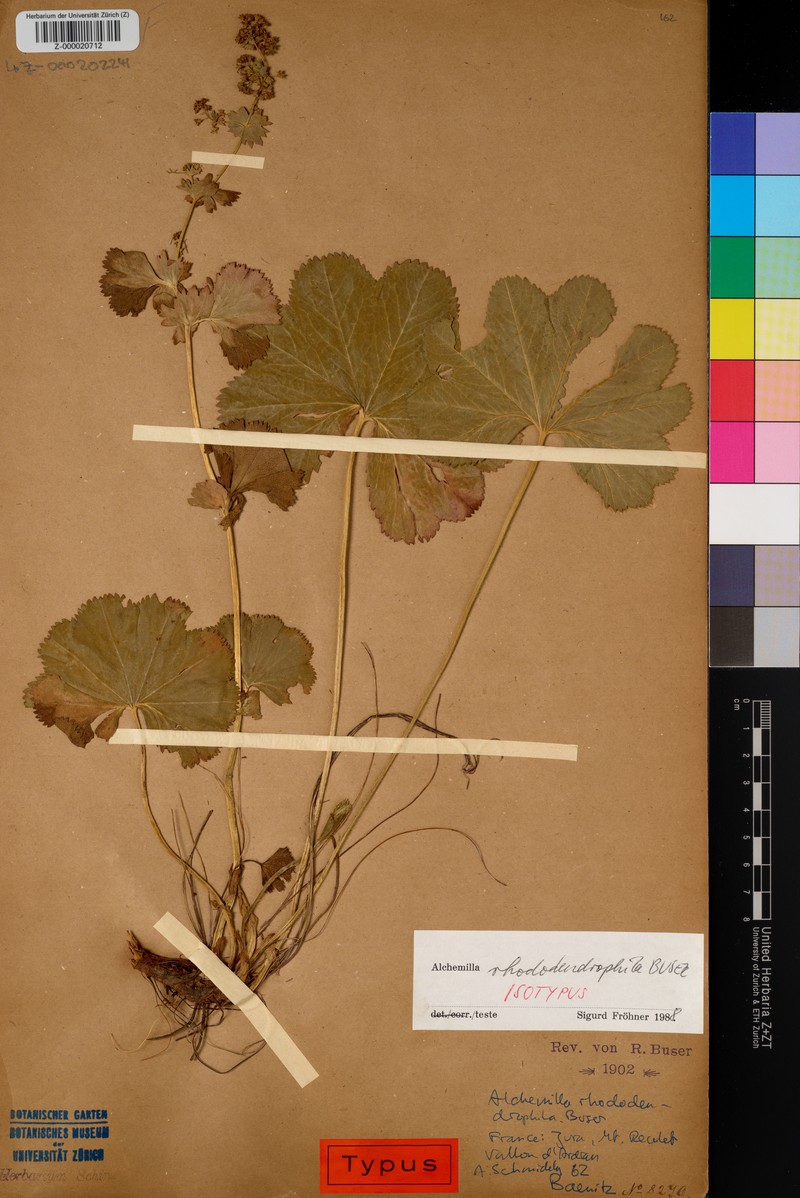 Alchemilla rhododendrophila photo 4