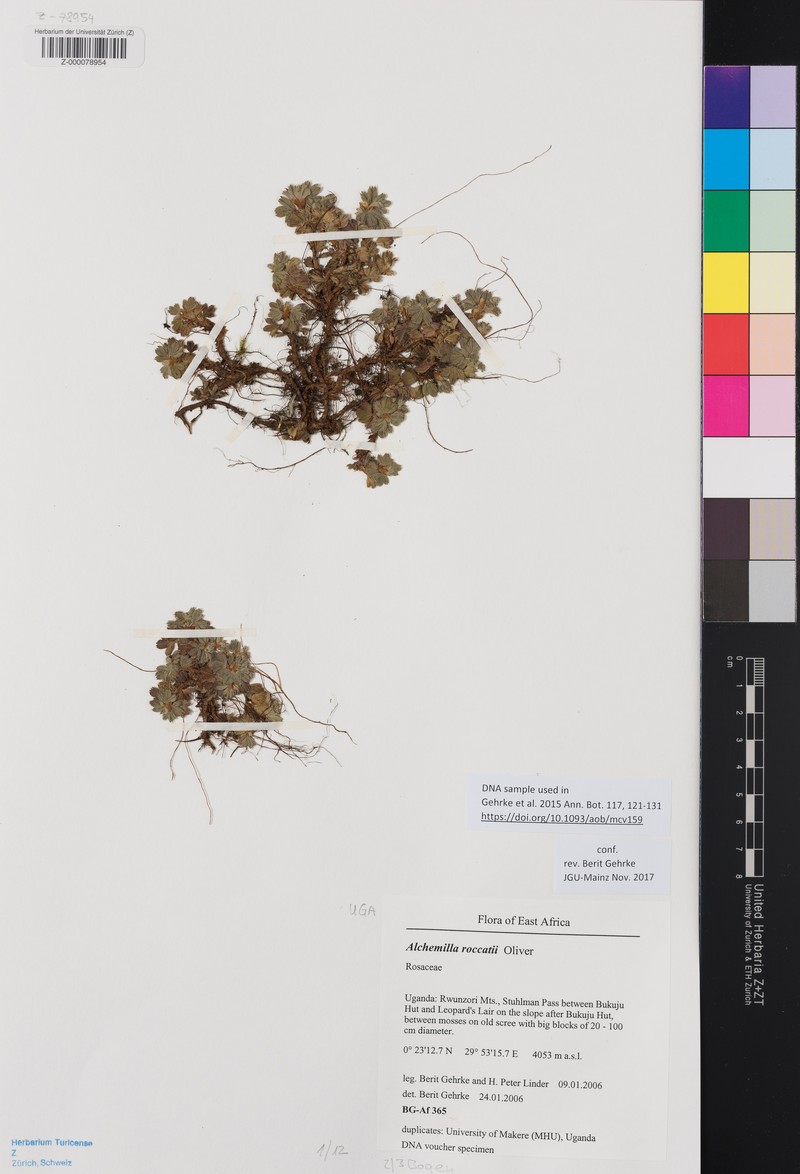 Alchemilla roccatii