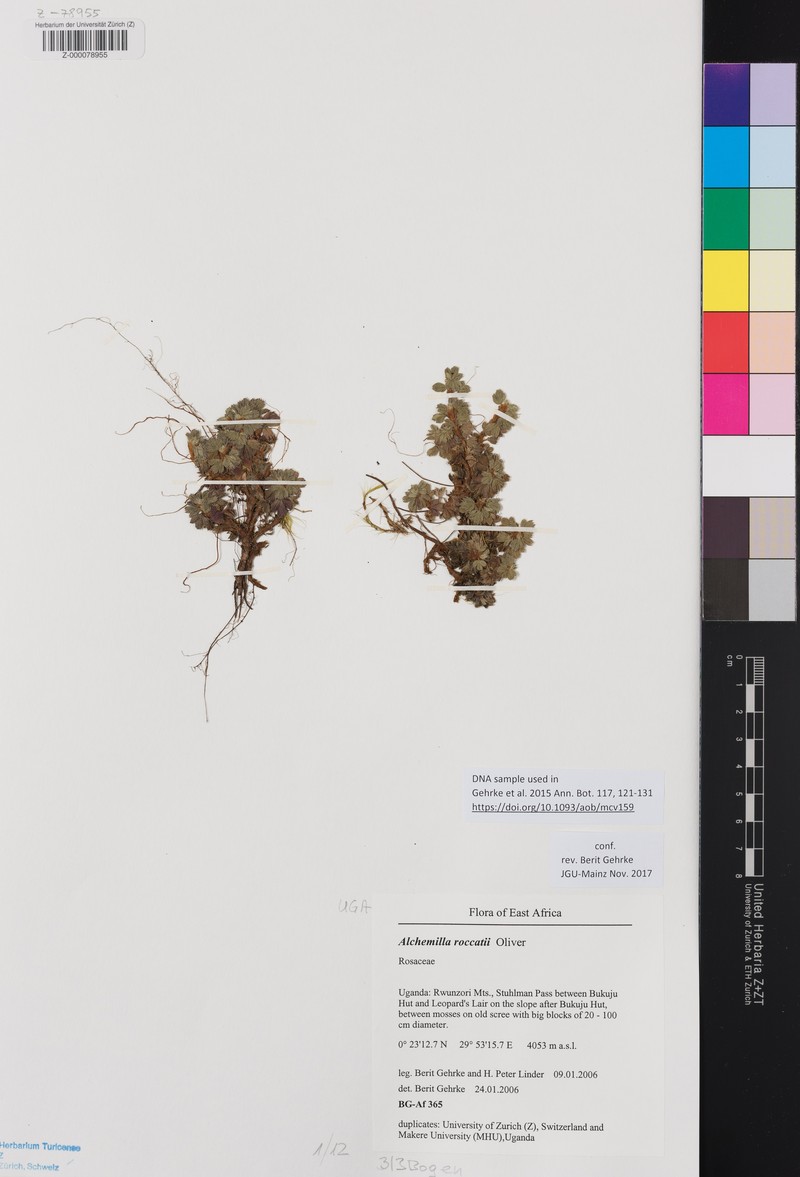 Alchemilla roccatii photo 3