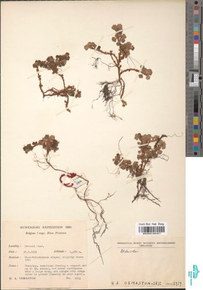 Alchemilla roccatii photo 5